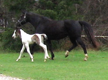 colt at 4 days old
