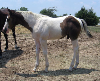 colt @ 4 months old