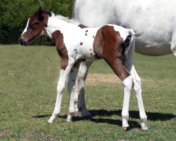 Azetta Colt @ 5 days
