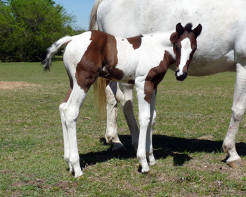 Azetta Colt @ 5 days