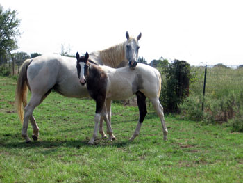 Azetta & 08 filly in field Sept. 08