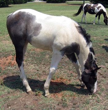filly @ 4.5 months