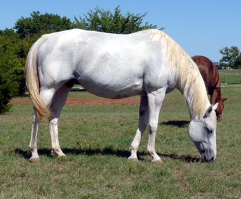 Azetta grazing Sept. 2010