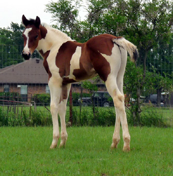 colt @ 3 wks- left
