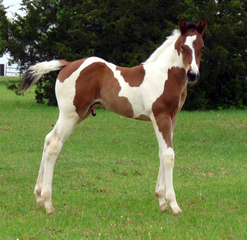 colt @ 3 wks - right