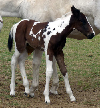 Azetta 2012 colt @ 2days