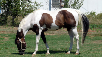 August 2012 grazing left