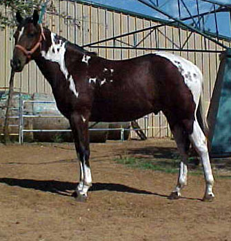 Cherokee Maiden Image- 05 Colt