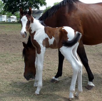 Colt born 4-28-12 @ 24 hrs old