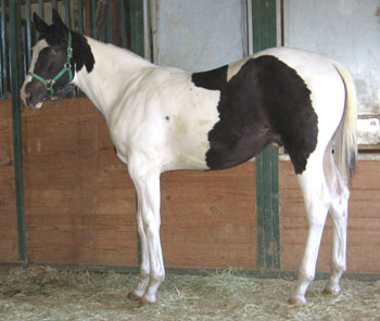Easy Streaking Indian 2006 Black Tobiano Colt