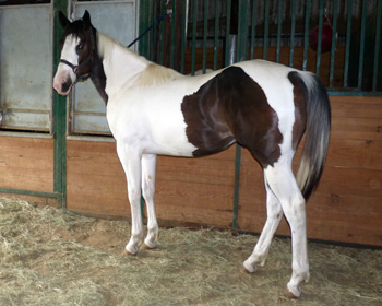 Easy Colt April 2009
