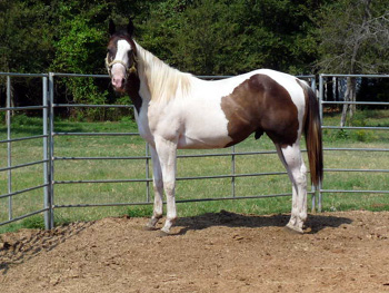 Easy colt September 2009
