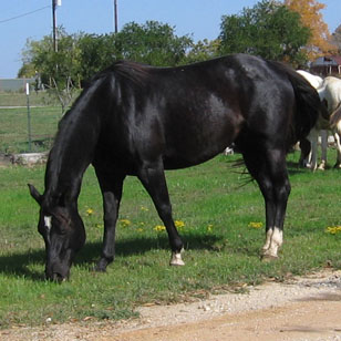 Easy in field- November 2006