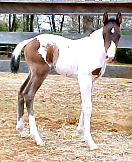 Easy 2005 Filly