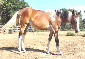 Flash of Dash