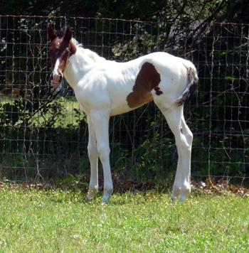 Get treasured 2011 Filly