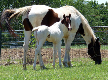 Get Treasured 2011 Filly