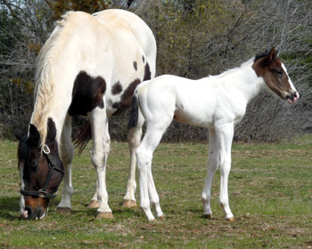 colt 2 days old