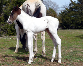 gee colt 2 days old