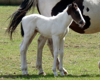 2 days old pic