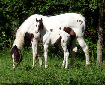 Gee & filly @ 2 weeks