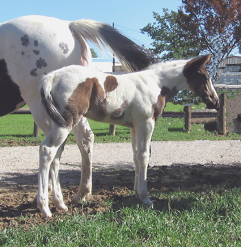 gracie 07 colt @ 15 days