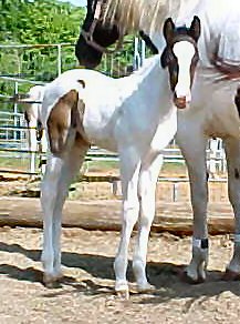 Gracie's 2005 Colt