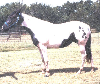 Gracie