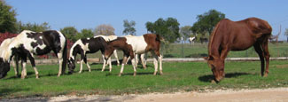 Nightstar Ranch horses grazing-Nov.2006-2