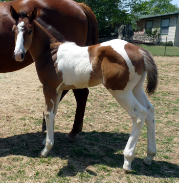 Judy 2011 colt- April