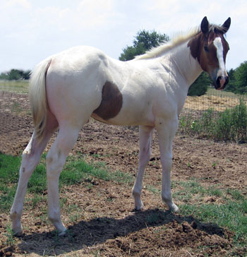 colt @ 4 months old