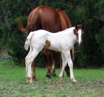 colt @ 19 days old