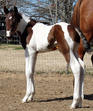 Judy's Deal 2009 Colt, 5 days old