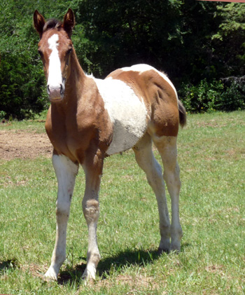 Judys colt @ 8 wks