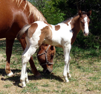 Judys Deal - 2011 colt @ 2 weeks