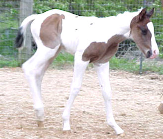 age-1 week