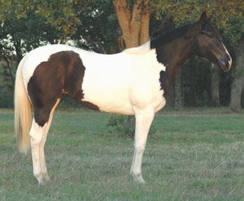 Dashing Lady Chick- 05 Black Filly
