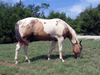 Lexsey Sept 08 grazing