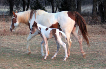 lily colt at 2 days