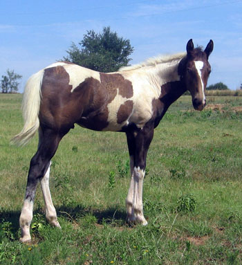 colt @ 3 months