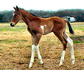 Lotta Flow 2005 colt