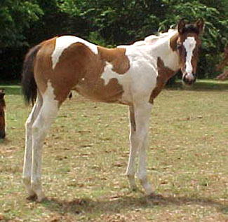Lucky Seattle -2005 Brown Colt