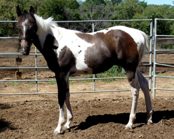 Sept 2013 - only 1 wk since weaning