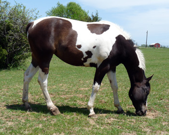 Minerva in field April 2009