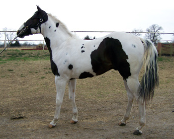 Minetowin - March 2009