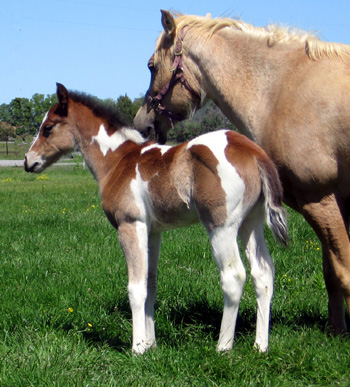 Misty colt @ 3 weeks