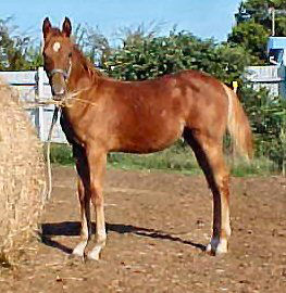 Moonlark Special