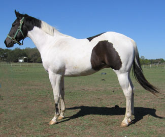 Moven On Sugar- 2005 Colt