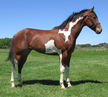 Paster Paint taken 4-11-07 as 2 yr old