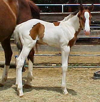 Playgirl's 2005 Colt, 12 days old